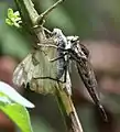 Female with butterfly prey