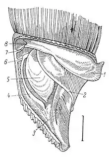 Drawing of the inner shell anatomy of Alinda biplicata shown through a partly broken-open shell. The spoon-shaped end of the clausilium is labelled number 5. Other numbers depicts various plicae and lamellae.