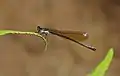 Female goldtail near Impendle, KwaZulu-Natal