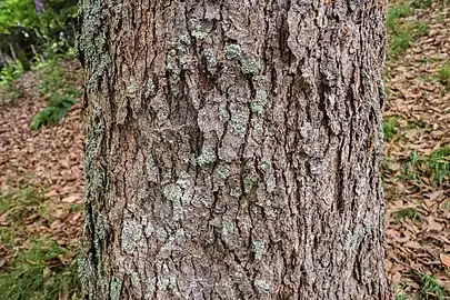 Bark