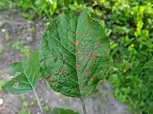 A photograph of a leaf infected with Alternaria mali