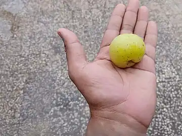 Fruit size comparison