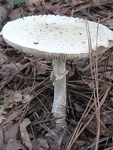 Amanita cokeri