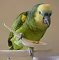 Pet blue-fronted amazon eats from a spoon