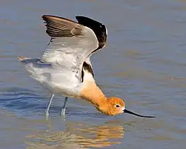 American avocet at Summer Lake