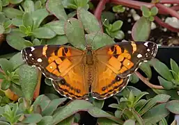 Vanessa virginiensis