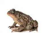 American toad (Bufo americanus)