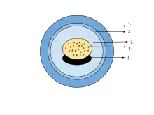 Vitelline membrane in an amphibian egg (2)