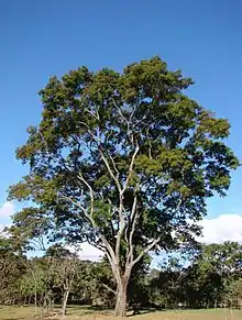 Anadenanthera colubrina produces beans used for cebil