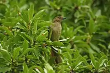 Sombre greenbul Andropadus importunus