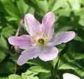 Pink-flowered plant in Hohenlohe, Germany