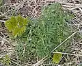 Young Angelica atropurpurea plant in Guelph, Ontario, Canada 21 April 2020