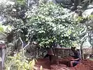 Transplanting / Tree transplantation in Kerala