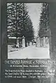 Norfolk Island Pines on the carriageway to Parramatta Road at Annandale Farm