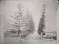 Norfolk Island Pines on the carriageway to Parramatta Road at Annandale Farm