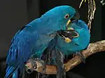 Social grooming in hyacinth macaws.