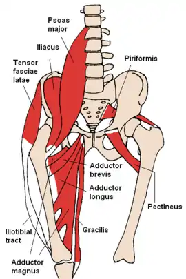 Anterior hip muscles