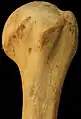 Humerus - superior epiphysis. Anterior view.