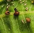 Aphis nerii parasitized by Aphidiinae, possibly  Lysiphlebus.