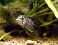 A male Apistogramma borellii "Opal".