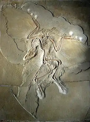 Archaeopteryx.