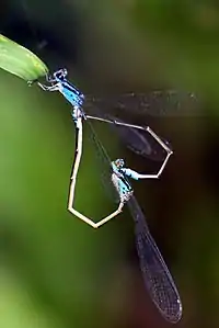 Mating