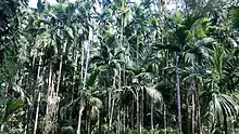 Areca palms in Ponda, India