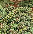 Fruits harvested from Java