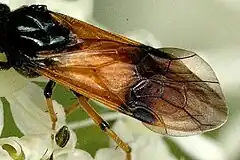 Detail of wings