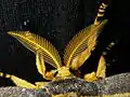 Head of comet moth