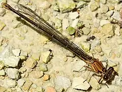 brown form female