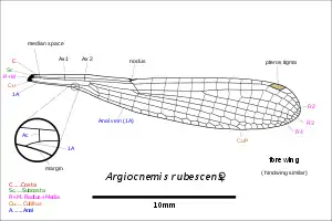 Illustration of wing with inset depicting the anal vein (1A) leaving the margin on the basal side of the anal crossing vein (Ac). This is a characteristic of the genus.