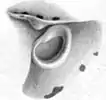 Funnel–mantle locking apparatus of juvenile male (5.0 mm ML) from the equatorial South Atlantic