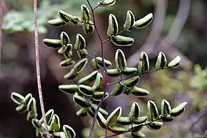 underside of fern frond divided into cordate segments connected by black axes, the black color passing into the base, spores visible but no white powder