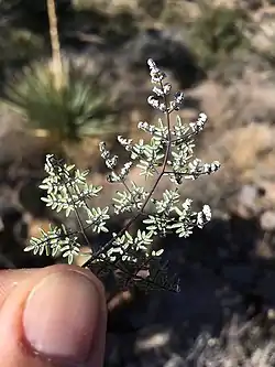 Lower surface of a small, highly-compound fern leaf, covered with white powder