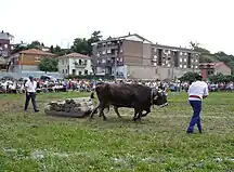 Tudancas competing in a dragging test in the Day of Cantabria.