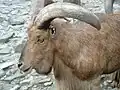 Head of a ram