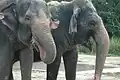 Asian elephants (Elephas maximus)