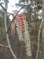 Male flowers (catkin) of Populus tremula.