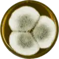 Aspergillus giganteus growing on MEAOX plate