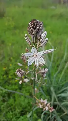 Asphodelus ramosus (Asphodelaceae)