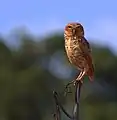 Brazilian burrowing owl (A. c. grallaria)Jaú (São Paulo, Brazil)