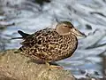 Female - Scotland Heights Waterfowl Park