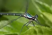 Austroargiolestes icteromelas nigrolabiatus in Brisbane