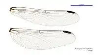 Female wings