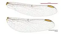 Female wings