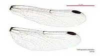 Female wings