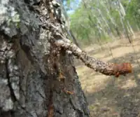 Nest entrance tunnel of A. cincta in far North Queensland, Australia