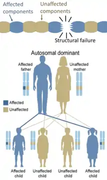 On the other hand, hereditary defects in structural proteins (such as osteogenesis imperfecta, Marfan's syndrome and Ehlers–Danlos syndromes) are generally autosomal dominant, because it is enough that some components are defective to make the whole structure dysfunctional. This is a dominant-negative process, wherein a mutated gene product adversely affects the non-mutated gene product within the same cell.