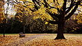 Autumn at the Royal Victoria Park